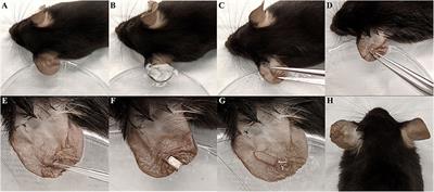 Intravital Multiphoton Examination of Implant-Associated Staphylococcus aureus Biofilm Infection